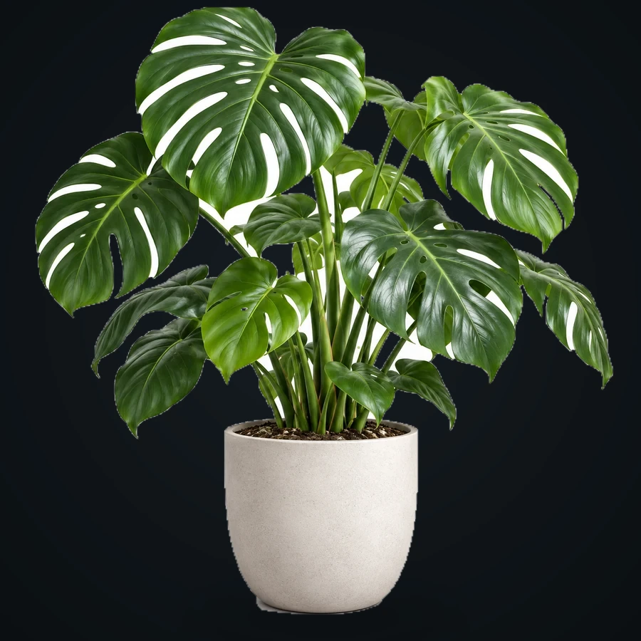 Monstera plant